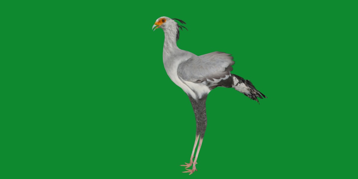 Secretary Bird Low-poly 3D model_29