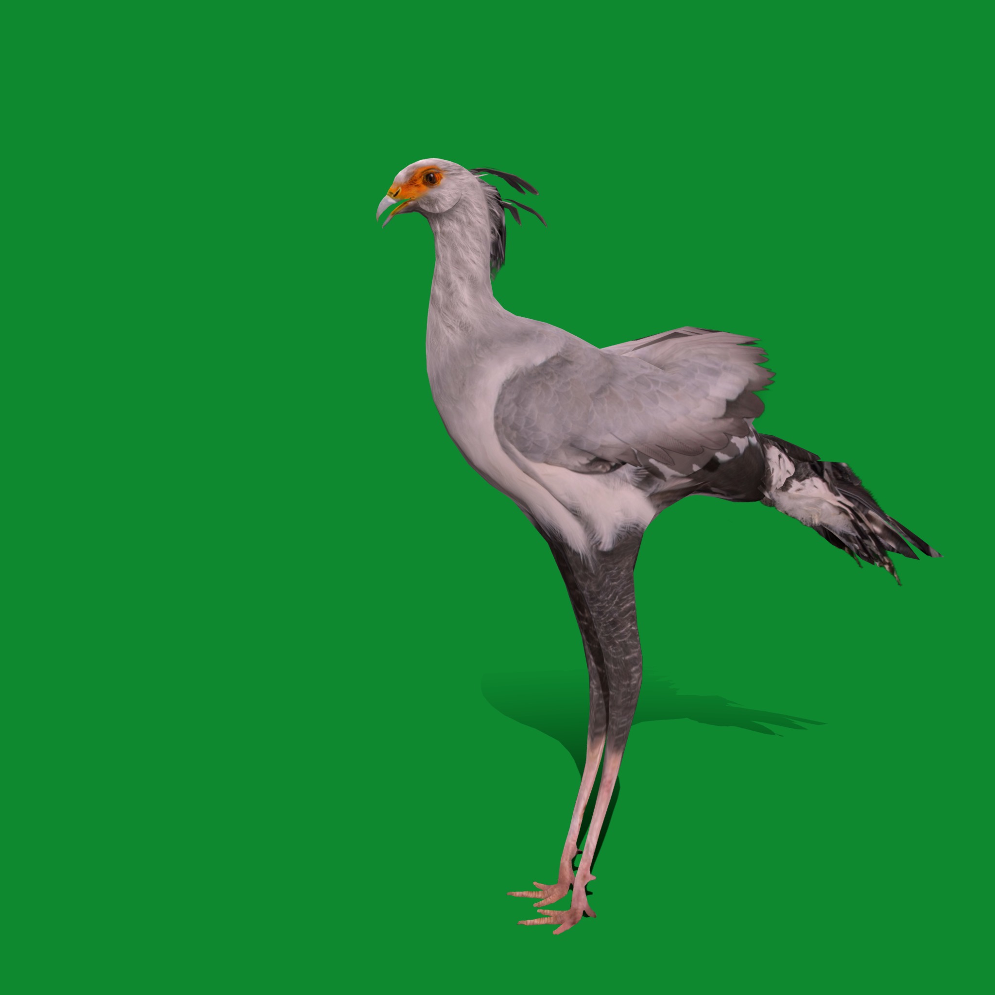 Secretary Bird Low-poly 3D model_23