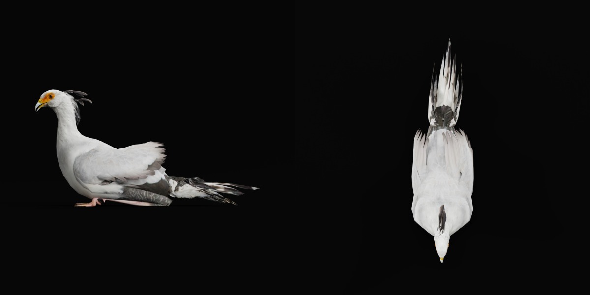 Secretary Bird Low-poly 3D model_36