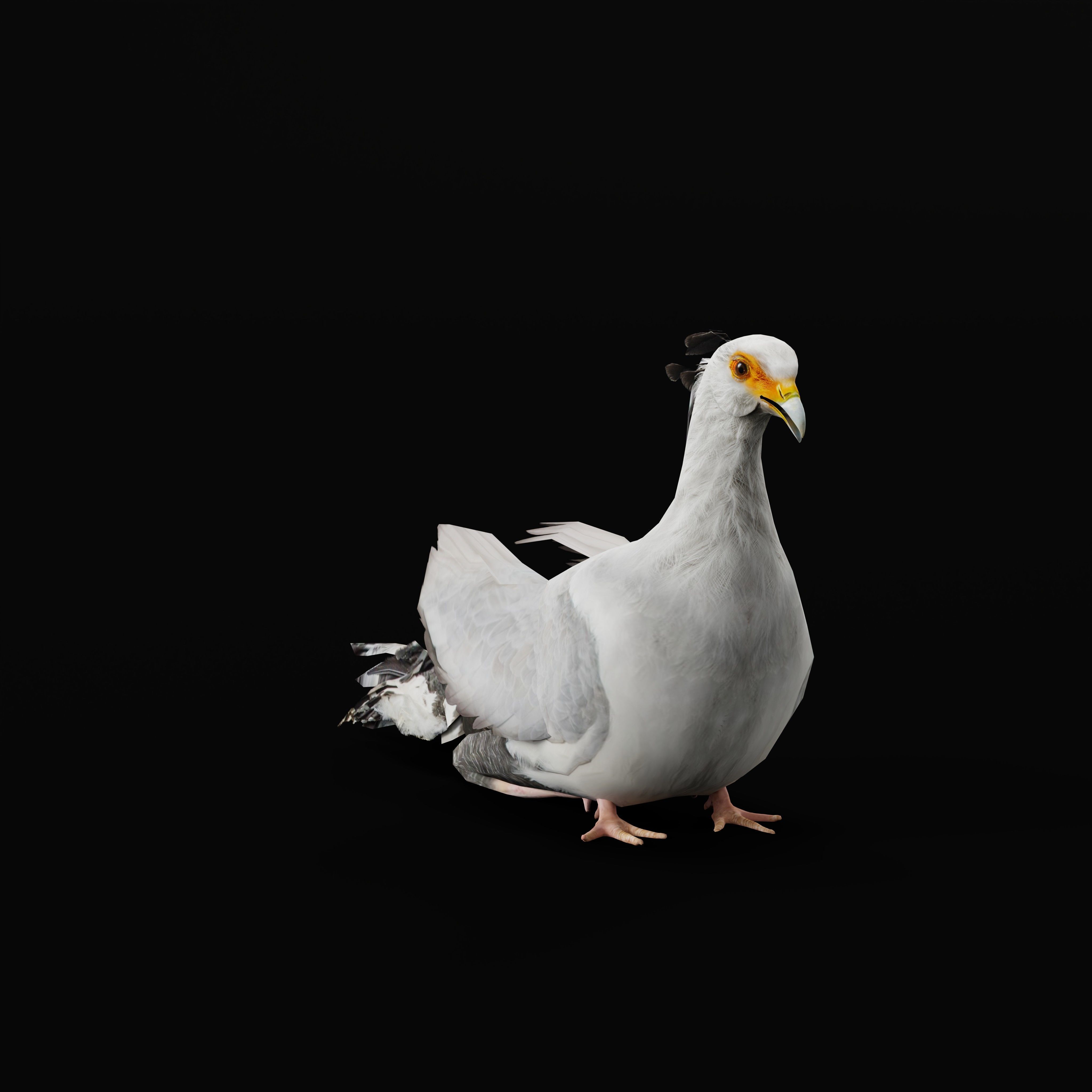 Secretary Bird Low-poly 3D model_44