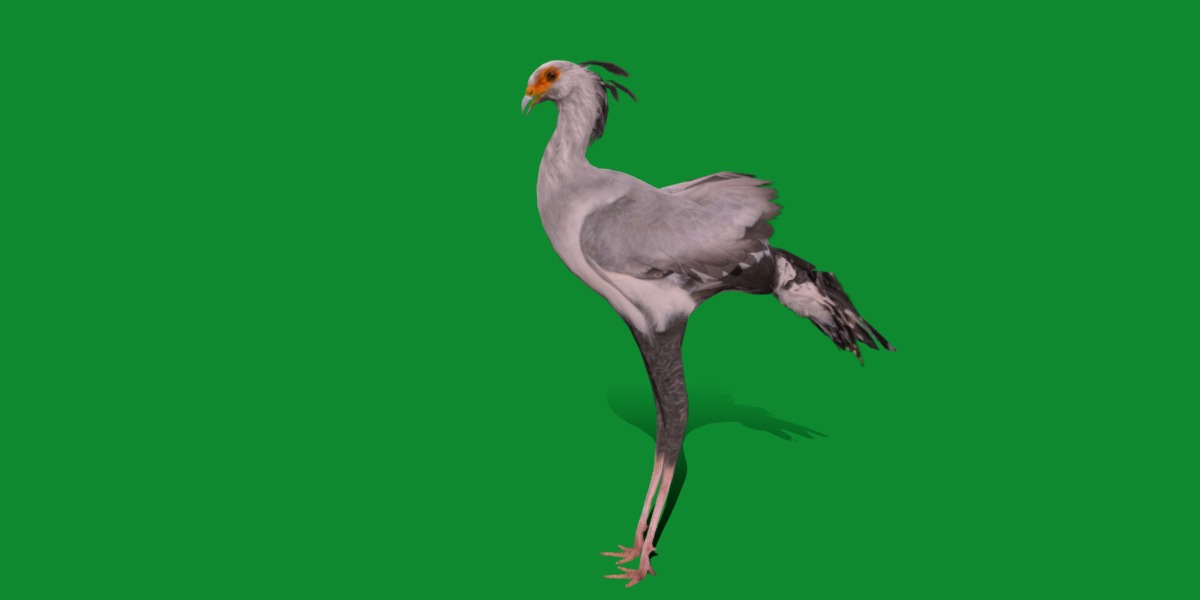 Secretary Bird Low-poly 3D model_16
