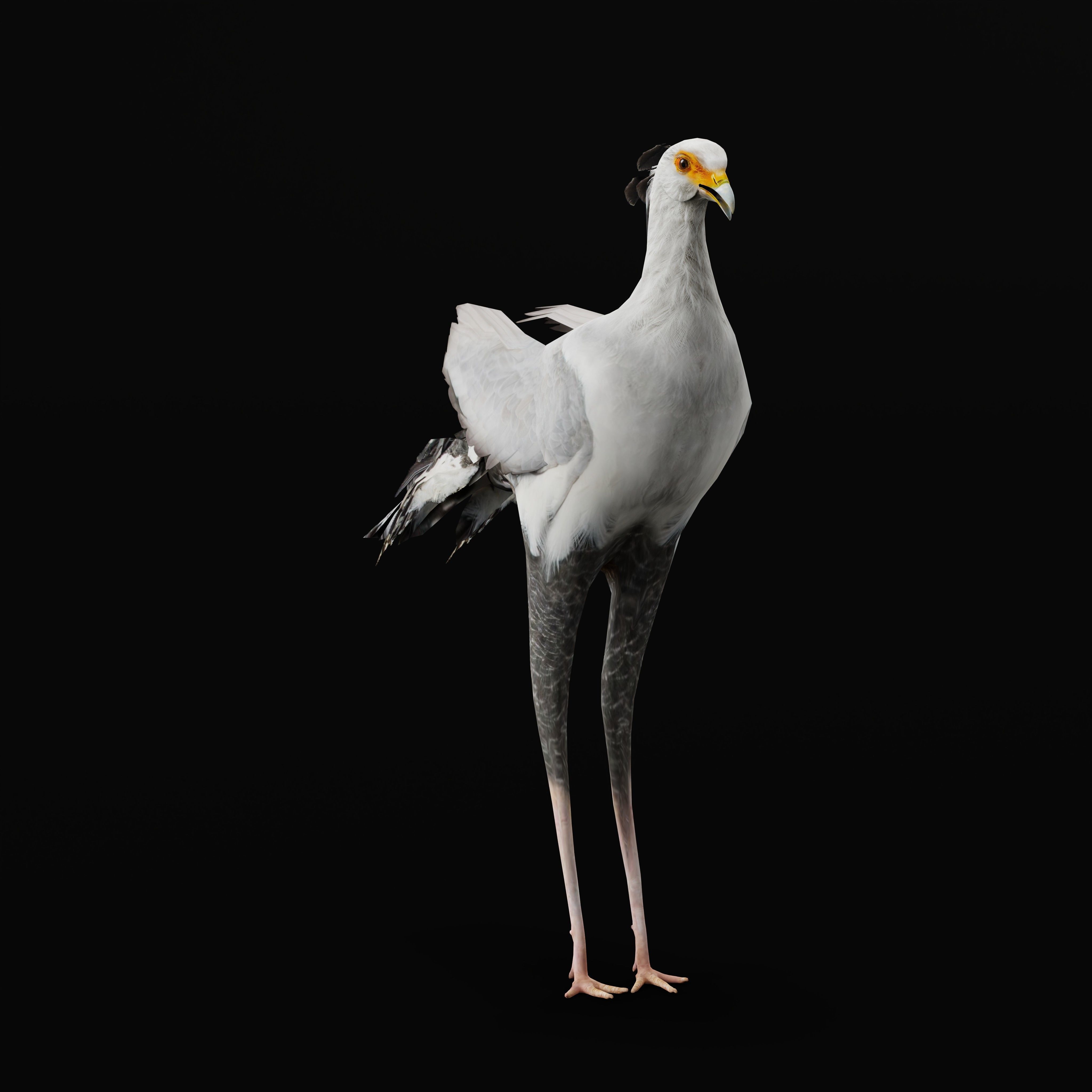 Secretary Bird Low-poly 3D model_40
