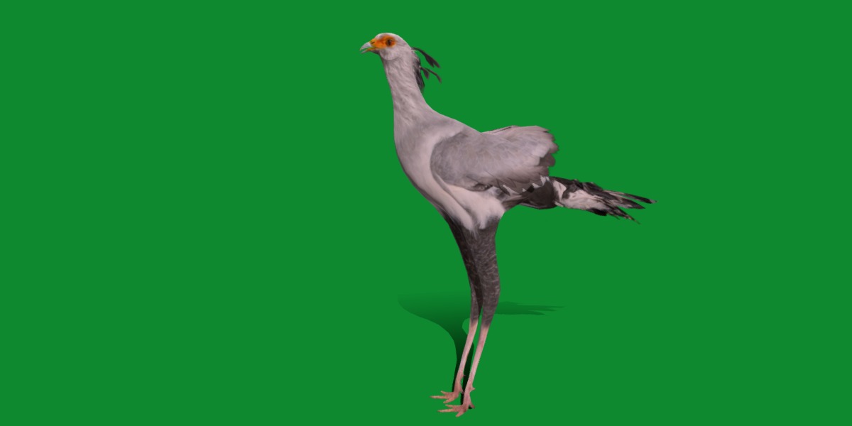 Secretary Bird Low-poly 3D model_33