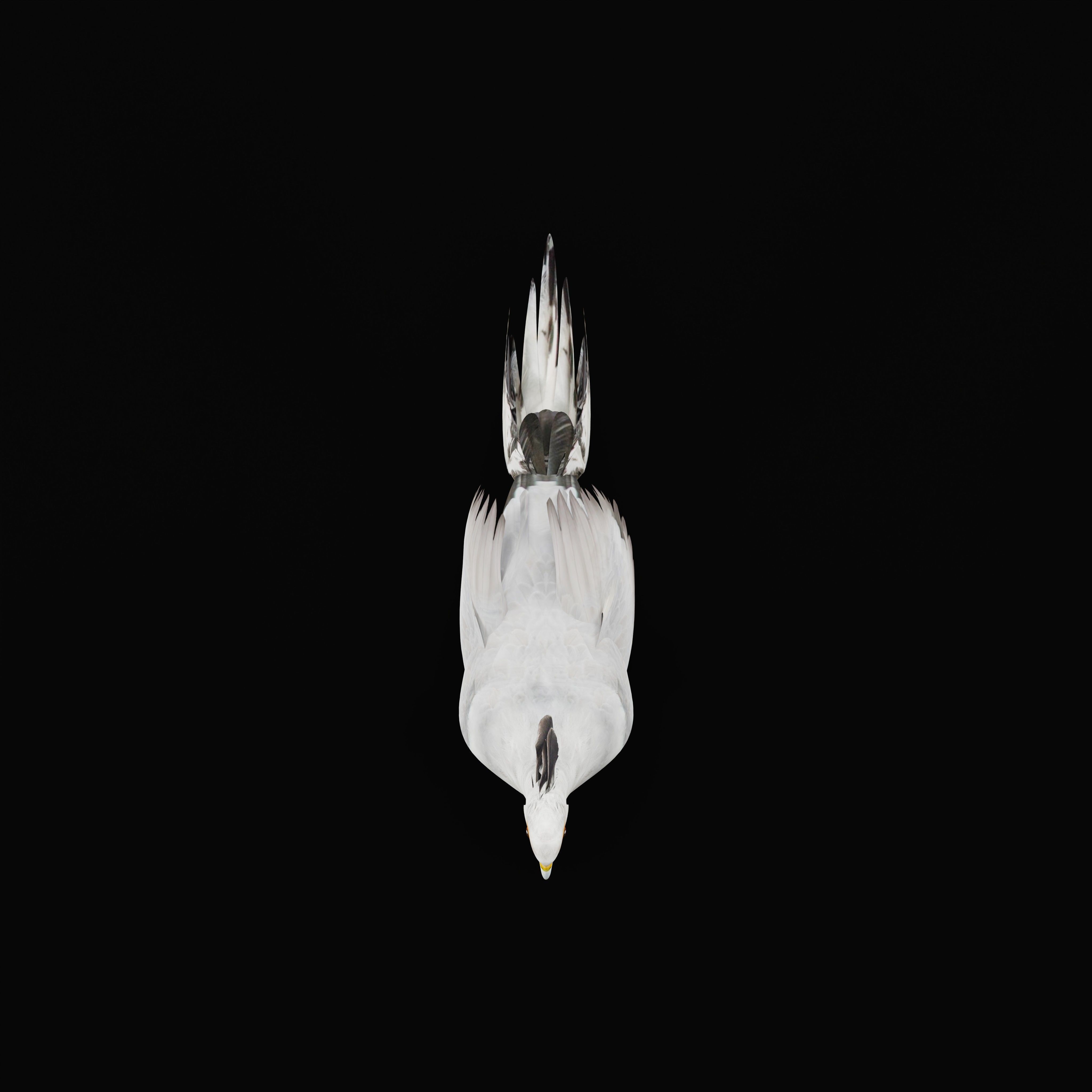 Secretary Bird Low-poly 3D model_42