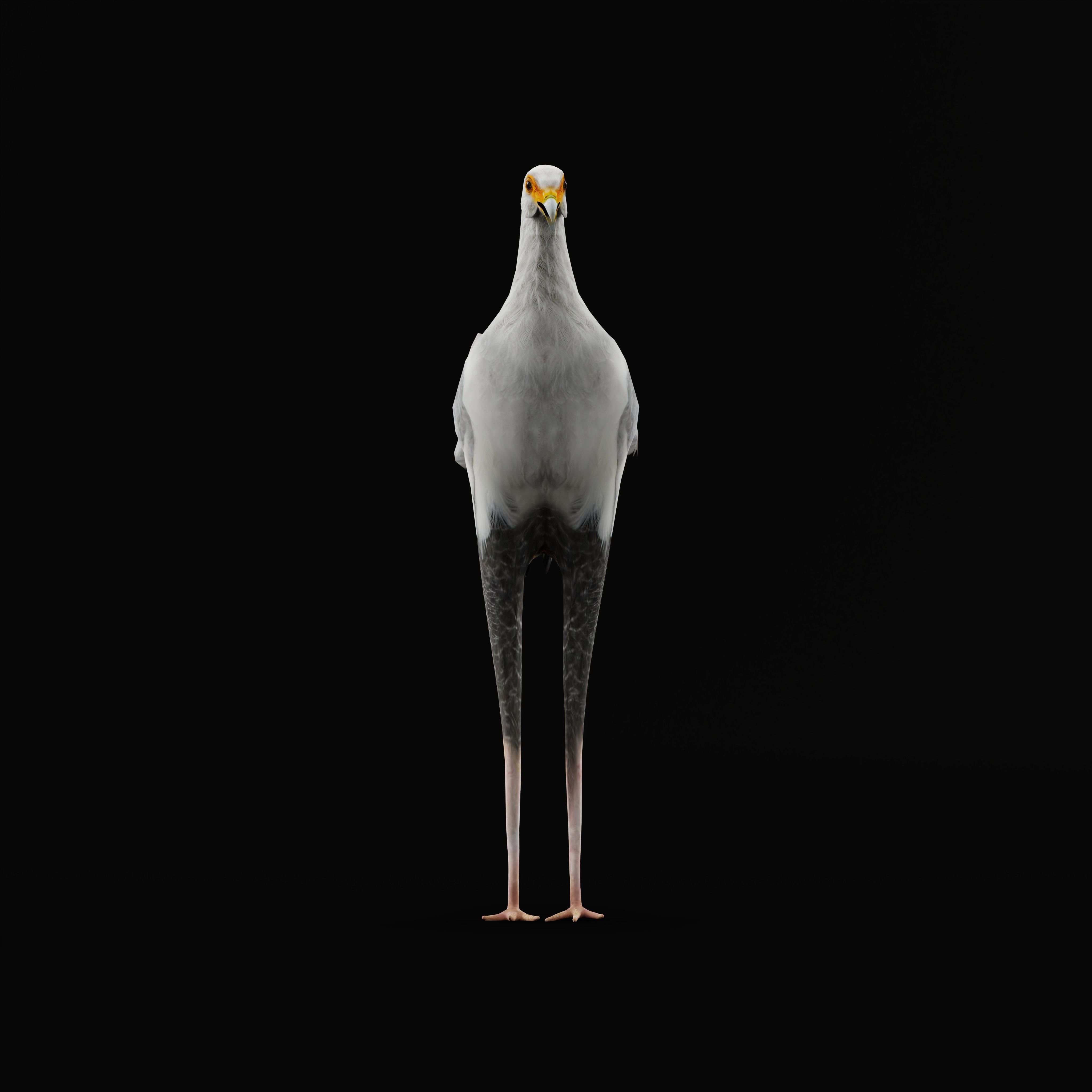 Secretary Bird Low-poly 3D model_43