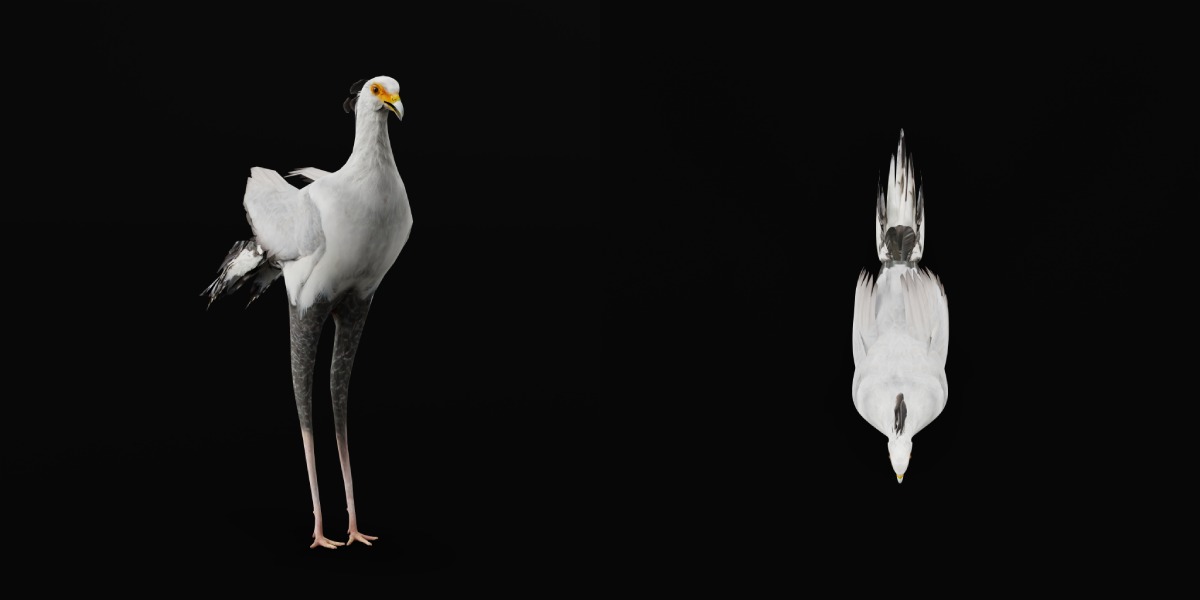 Secretary Bird Low-poly 3D model_34