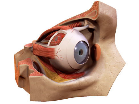 Human Eye 3D model_7