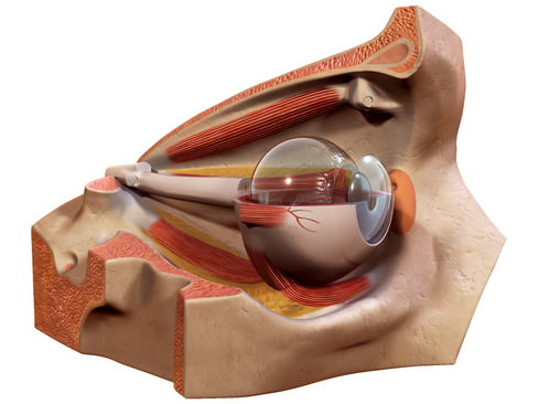 Human Eye 3D model_15