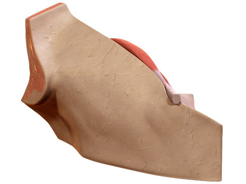 Human Eye 3D model_4