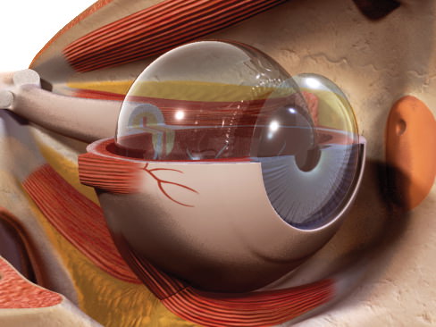 Human Eye 3D model_26