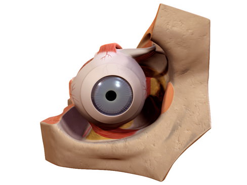Human Eye 3D model_6