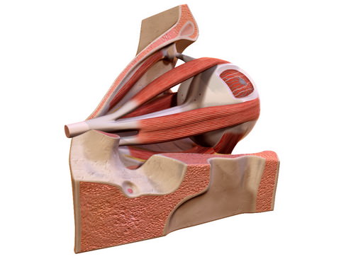 Human Eye 3D model_3