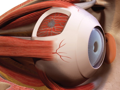 Human Eye 3D model_28
