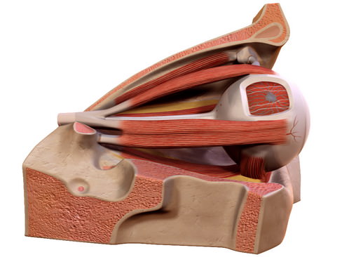 Human Eye 3D model_2