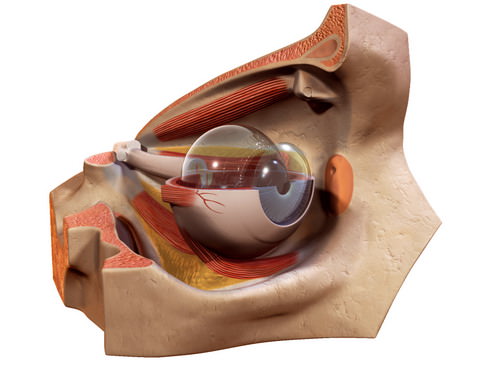 Human Eye 3D model_14