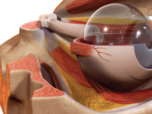 Human Eye 3D model_25