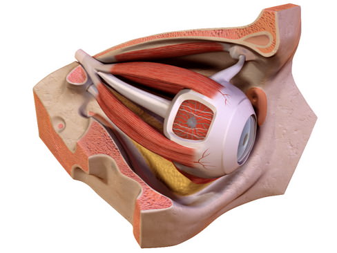 Human Eye 3D model_1