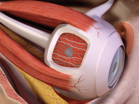 Human Eye 3D model_29