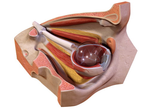 Human Eye 3D model_8