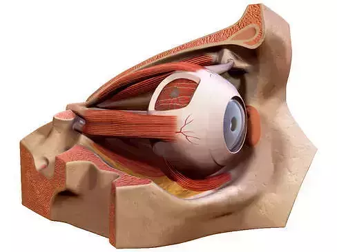Human Eye 3D model