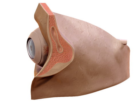 Human Eye 3D model_5