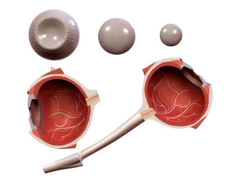 Human Eye 3D model_16