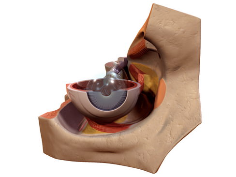 Human Eye 3D model_13