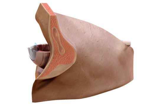 Human Eye 3D model_12