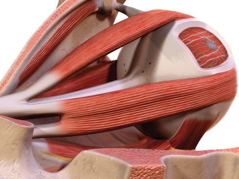 Human Eye 3D model_27