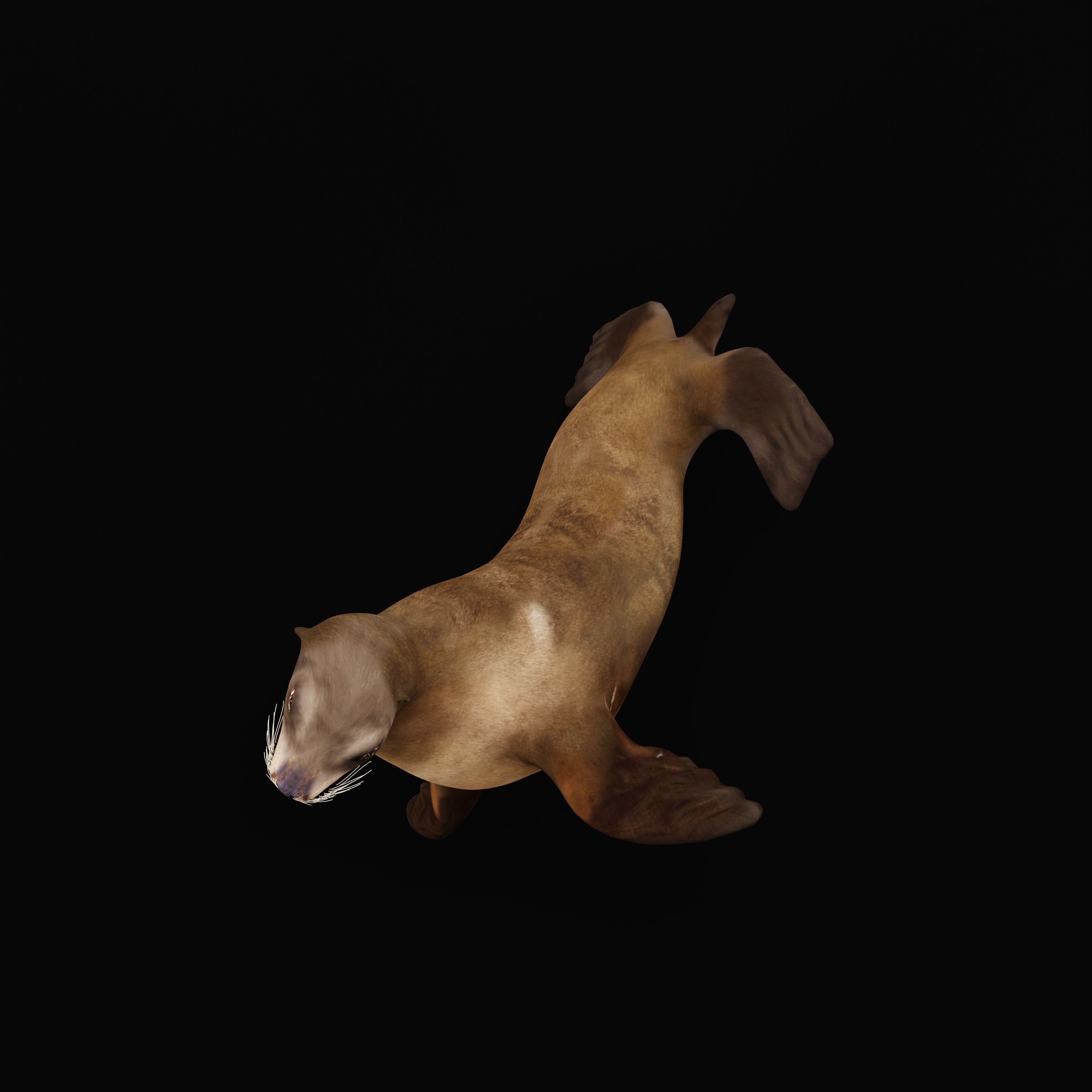 Sea Lion Low-poly 3D model_40