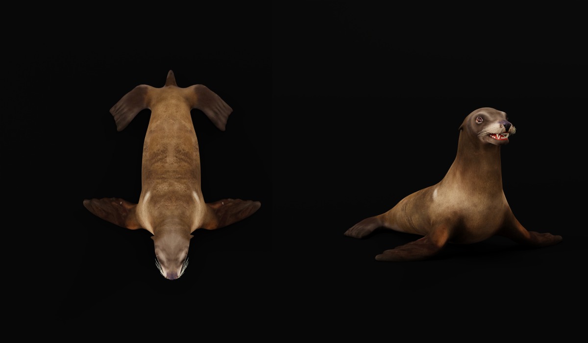 Sea Lion Low-poly 3D model_23