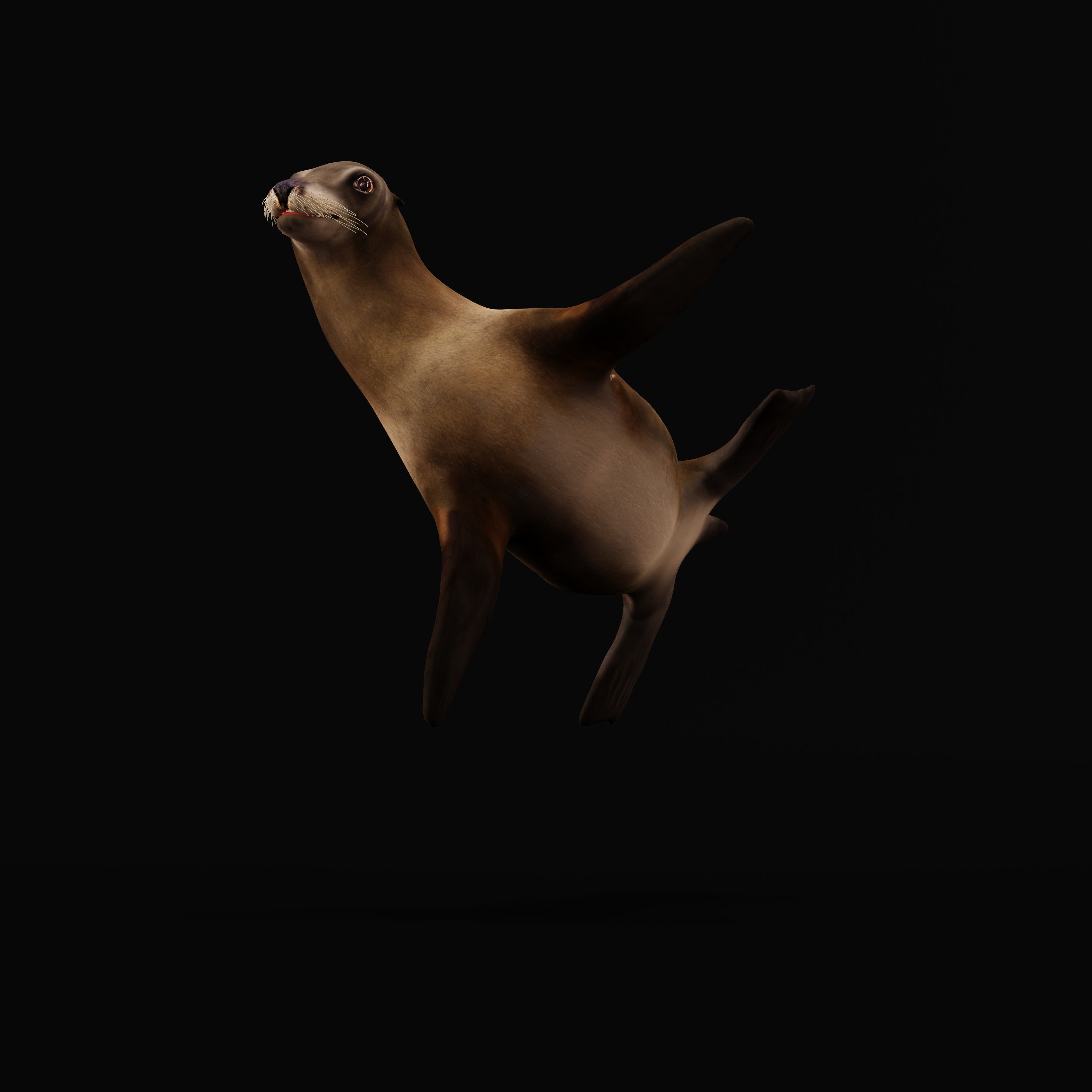 Sea Lion Low-poly 3D model_39