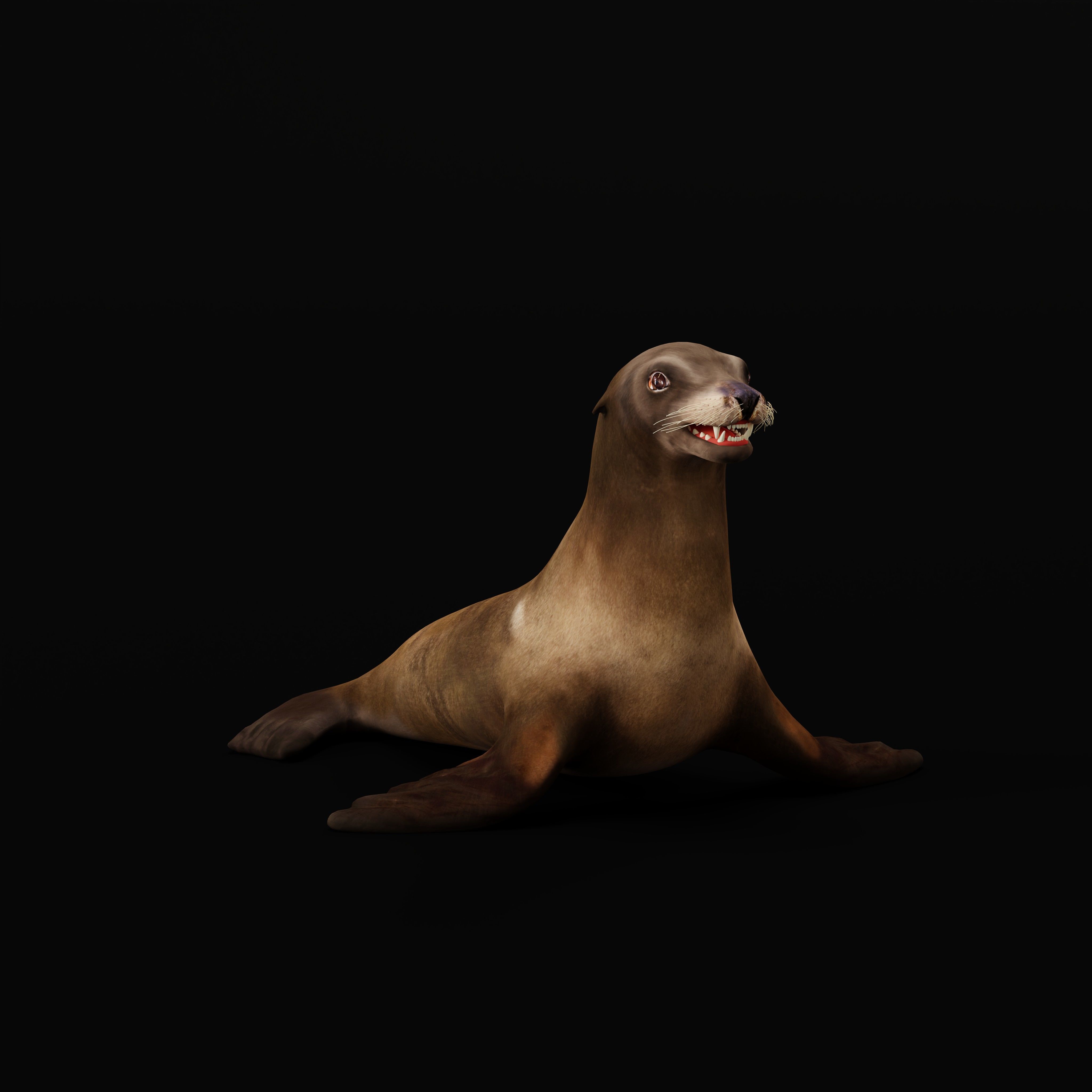 Sea Lion Low-poly 3D model_42