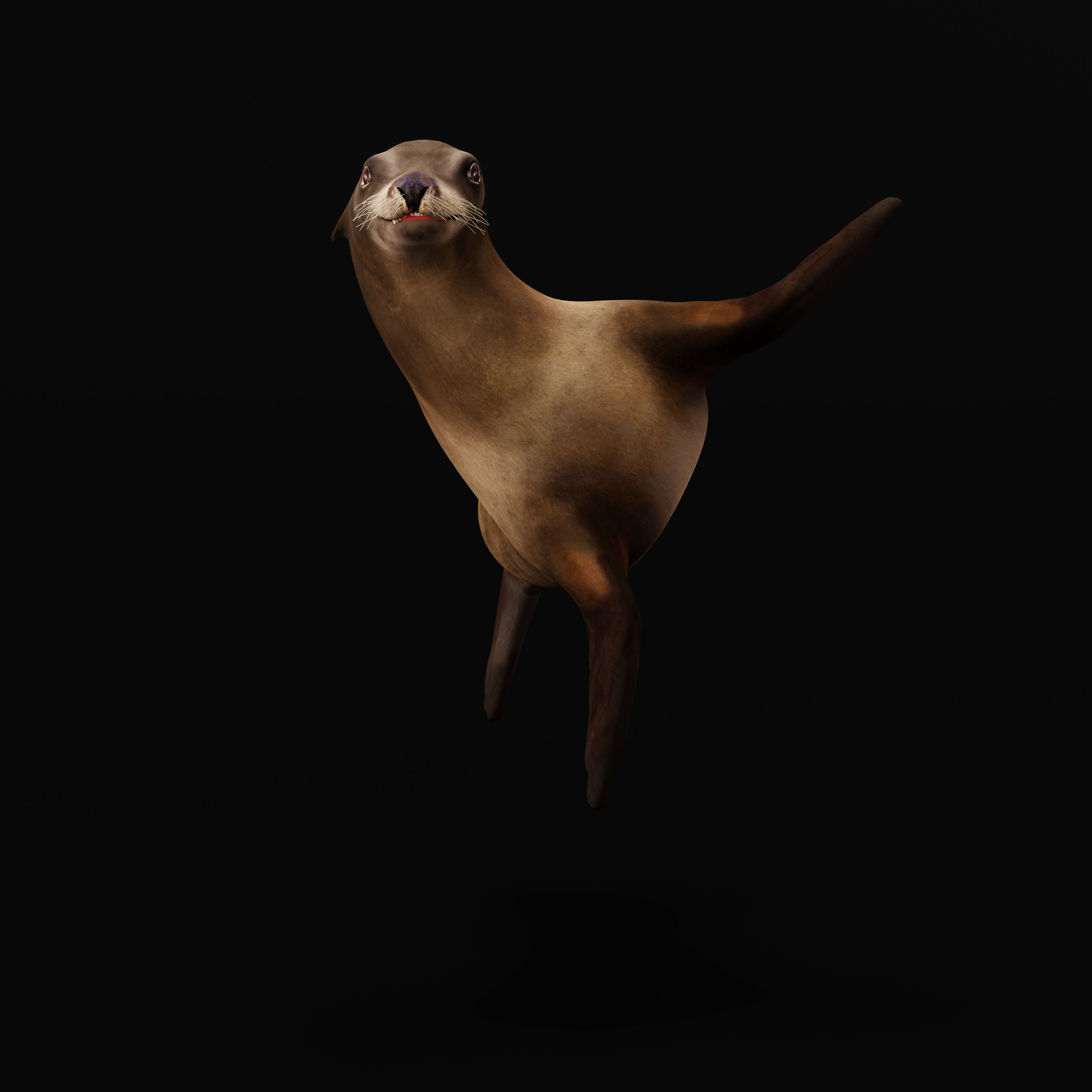 Sea Lion Low-poly 3D model_38