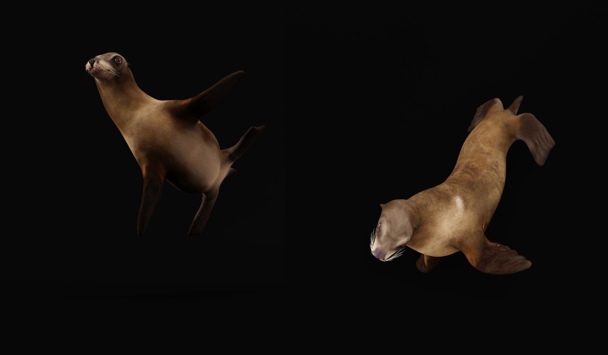 Sea Lion Low-poly 3D model_22