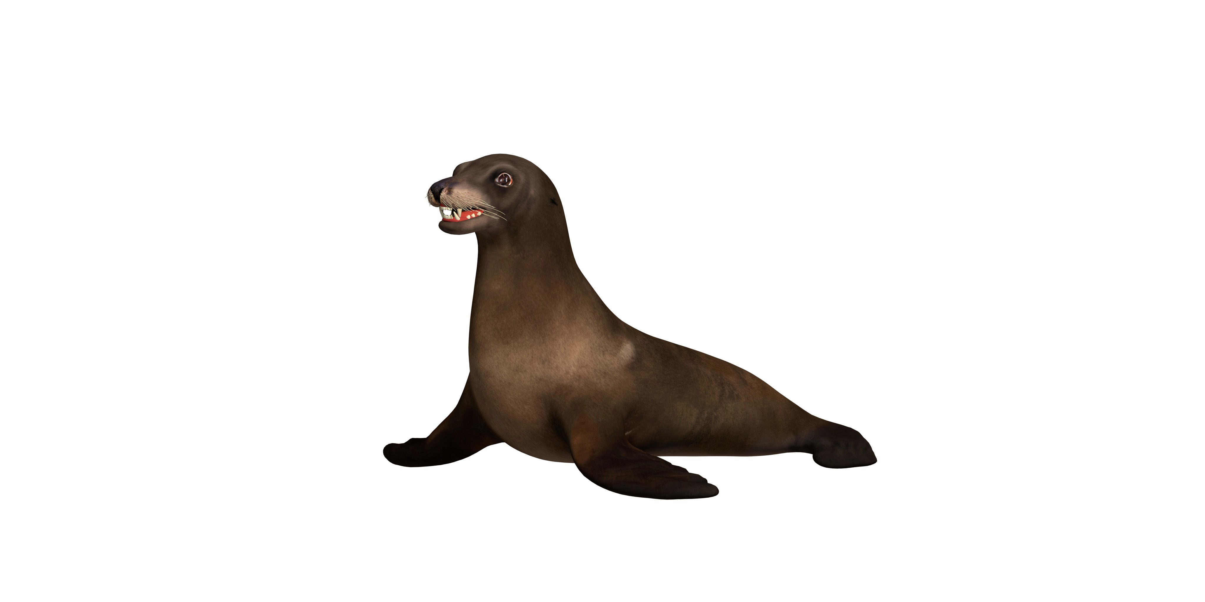 Sea Lion Low-poly 3D model_3