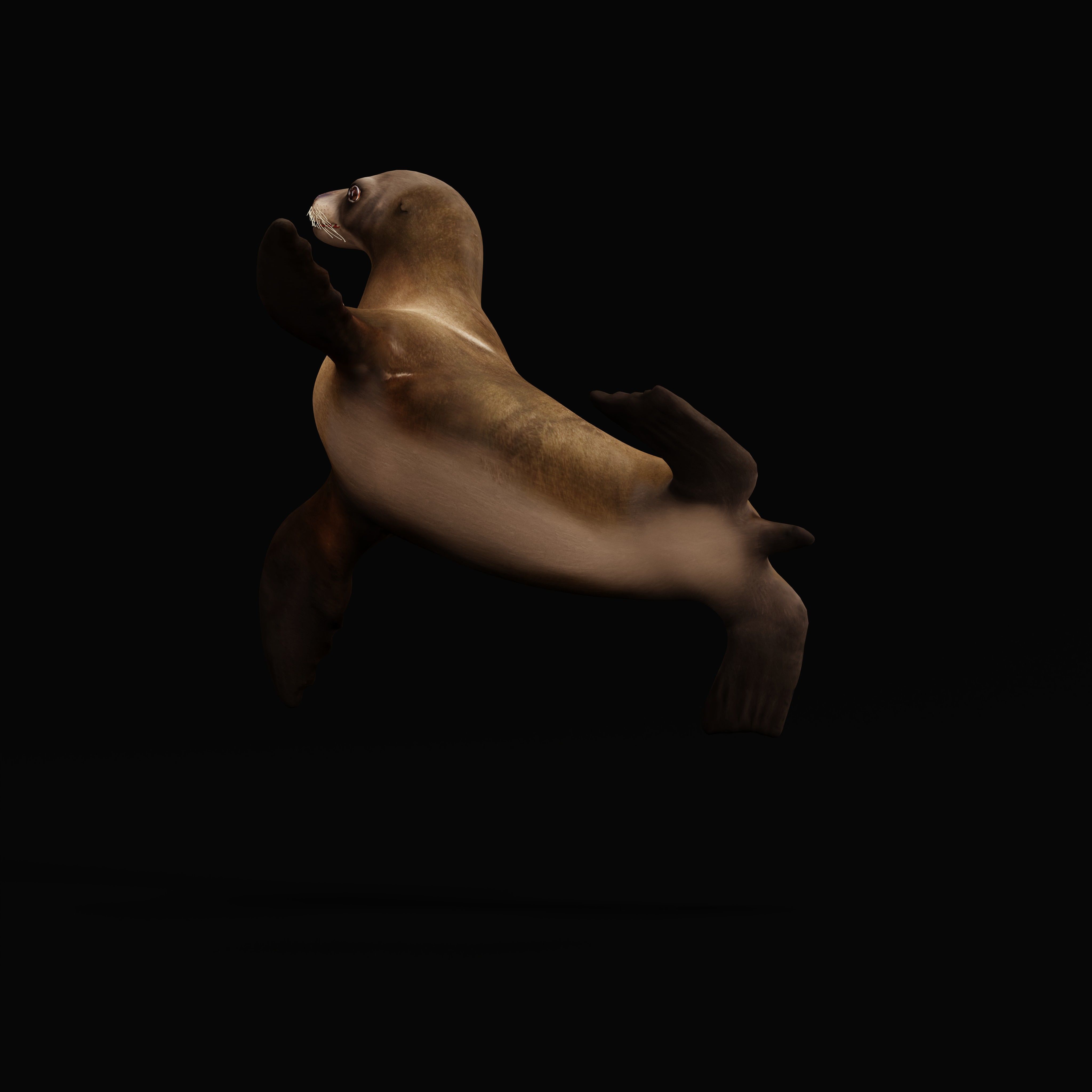 Sea Lion Low-poly 3D model_37