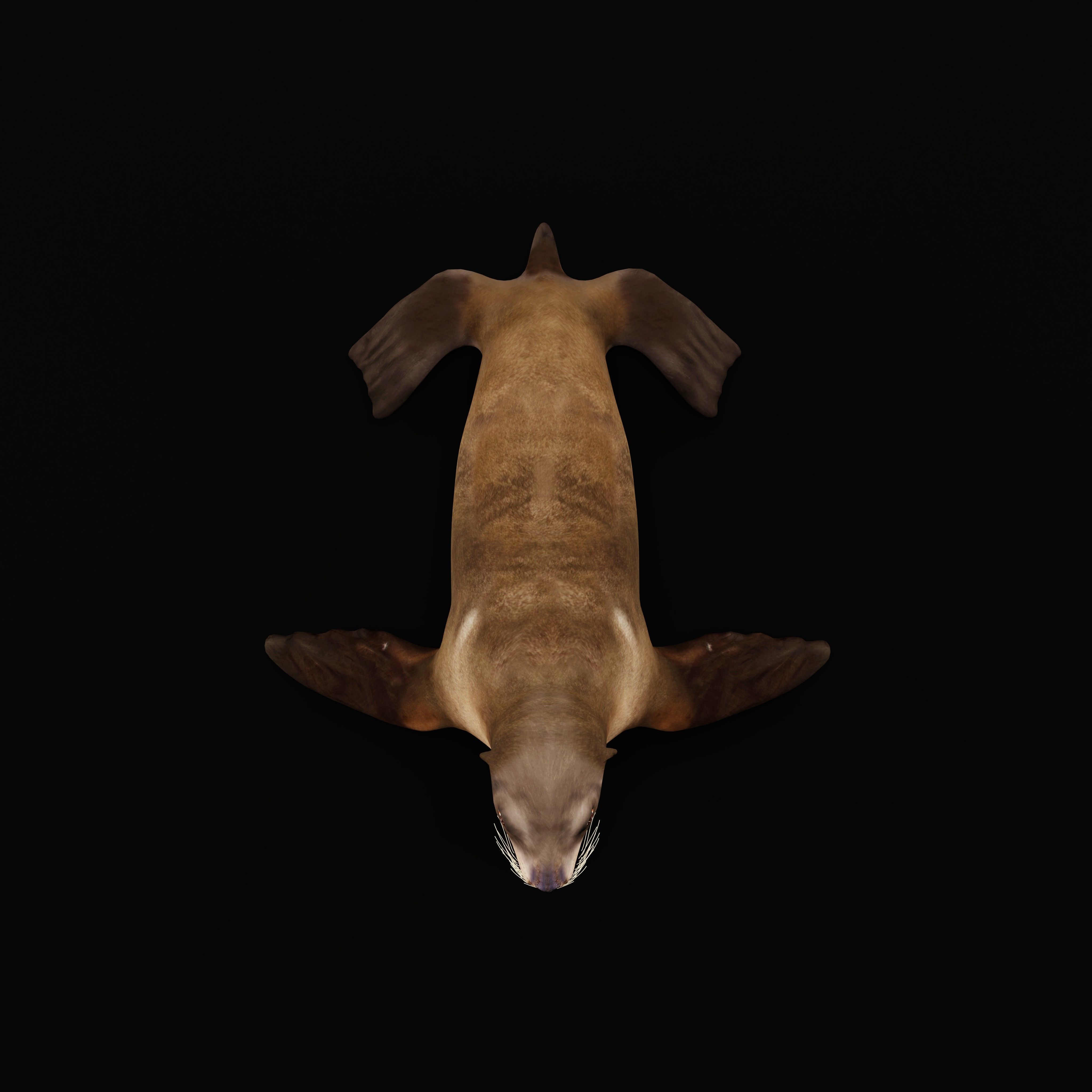 Sea Lion Low-poly 3D model_41