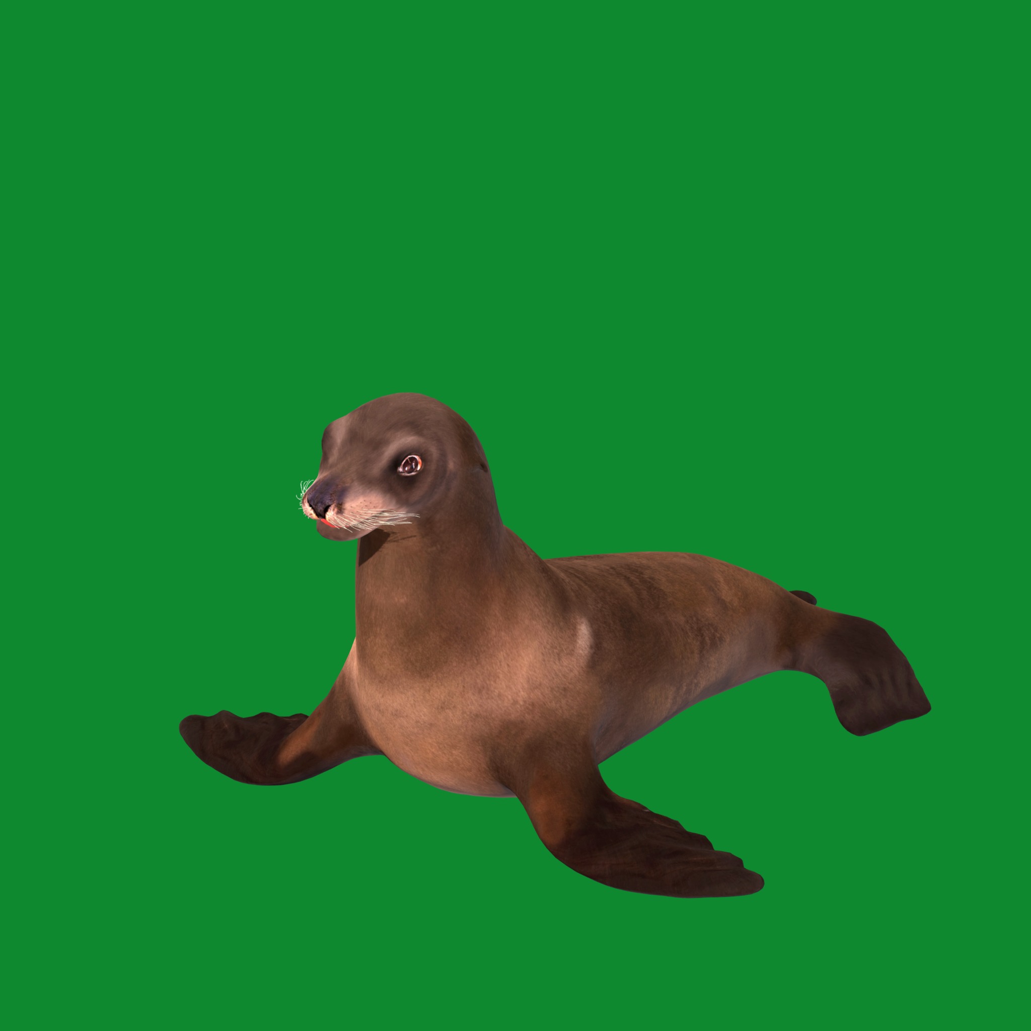 Sea Lion Low-poly 3D model_18