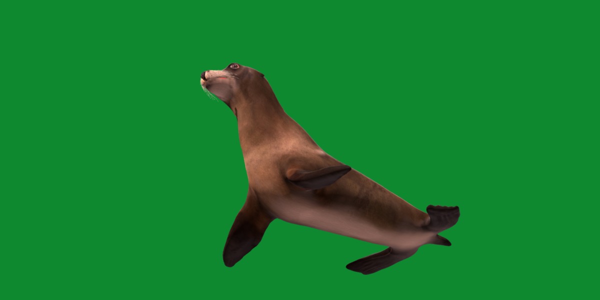 Sea Lion Low-poly 3D model_4