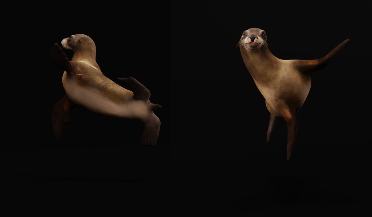 Sea Lion Low-poly 3D model_21