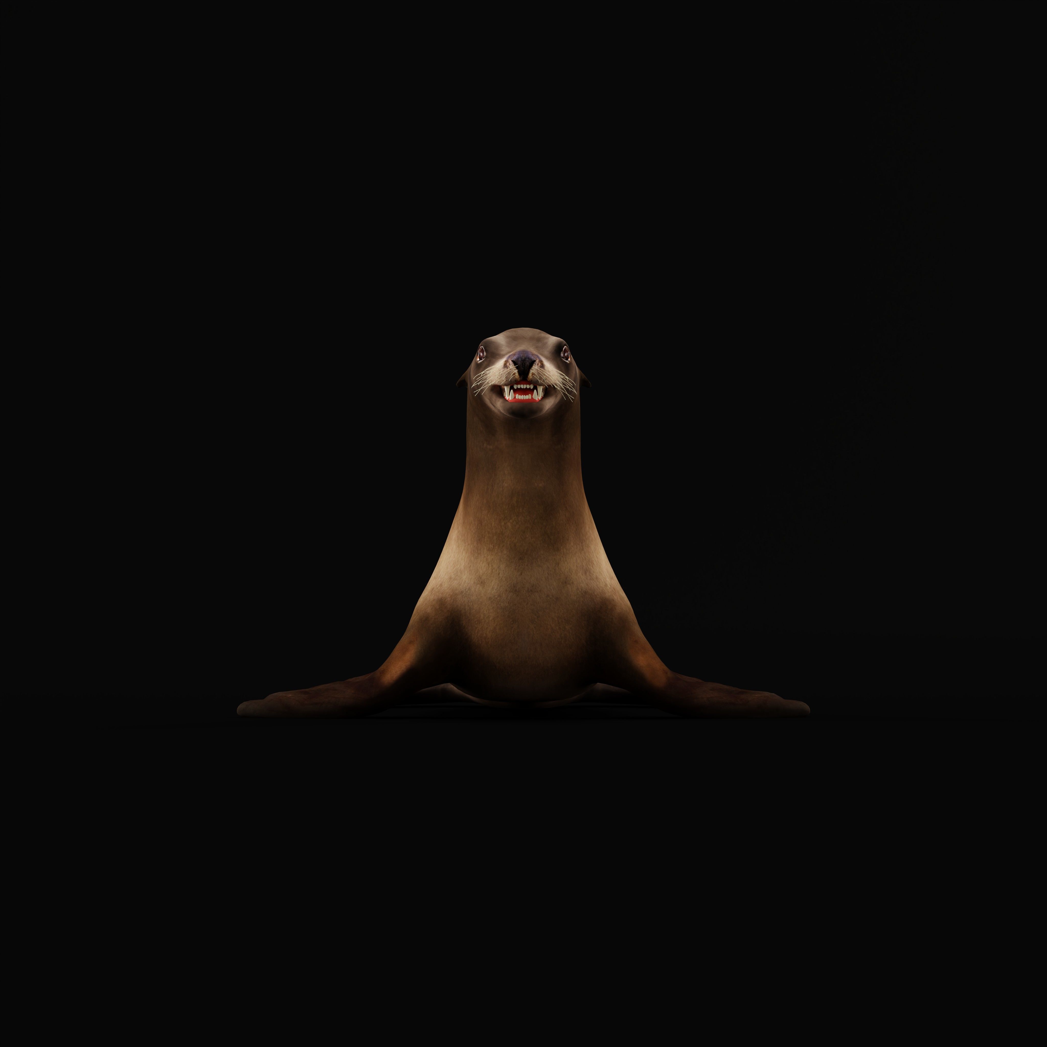 Sea Lion Low-poly 3D model_35