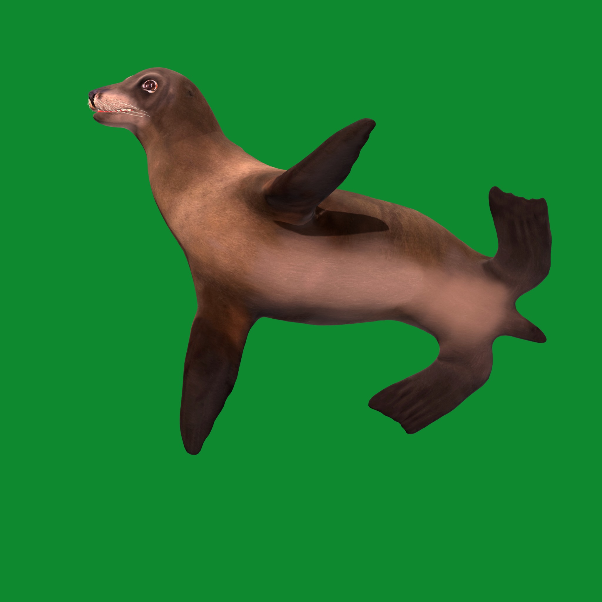 Sea Lion Low-poly 3D model_19