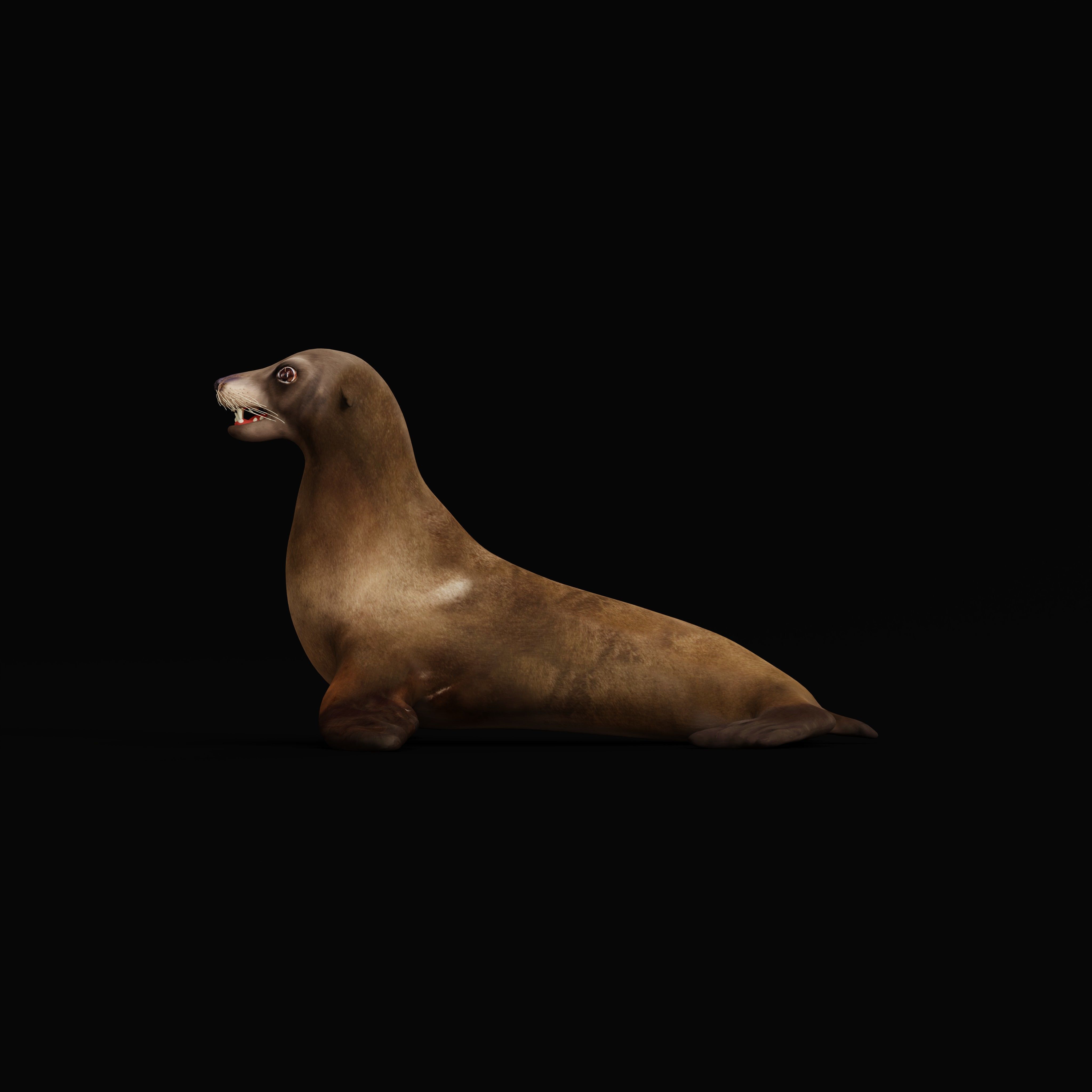 Sea Lion Low-poly 3D model_36
