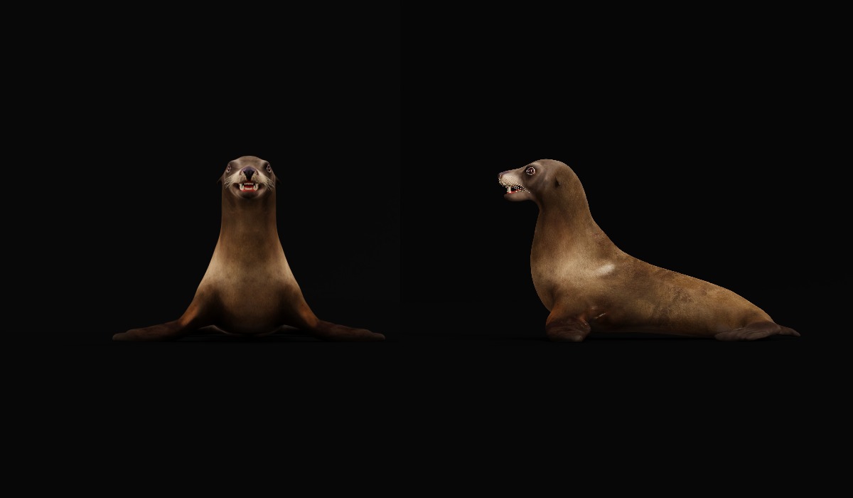 Sea Lion Low-poly 3D model_20