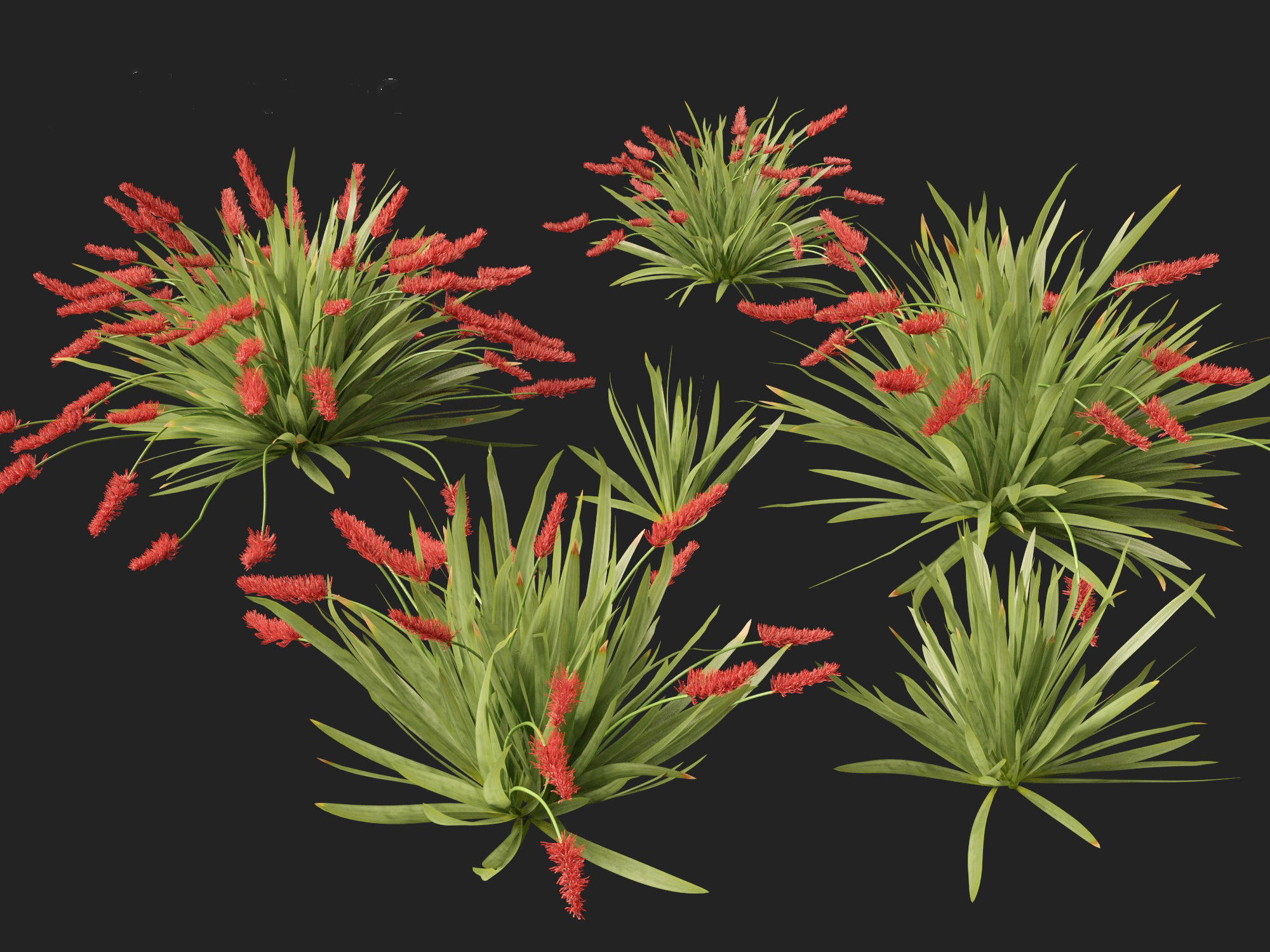 HighPoly LowPoly - Xeronema callistemon - Poor knights lily Low-poly 3D model_8