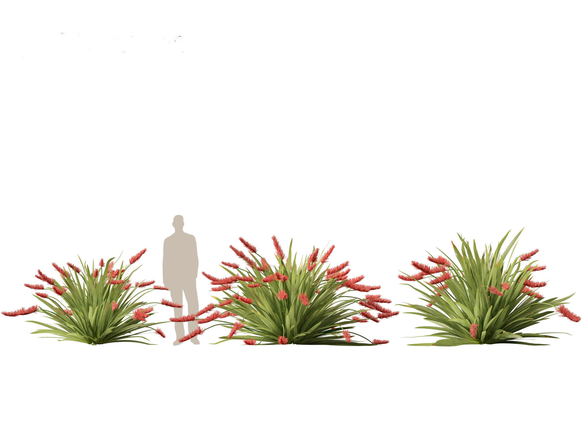 HighPoly LowPoly - Xeronema callistemon - Poor knights lily Low-poly 3D model_6