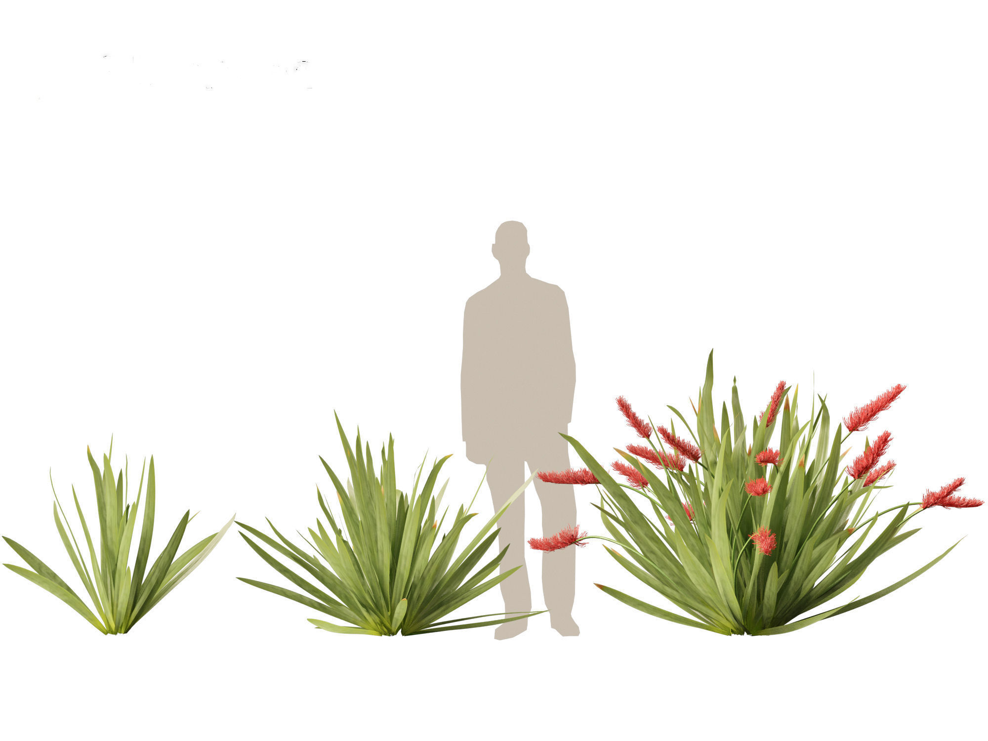 HighPoly LowPoly - Xeronema callistemon - Poor knights lily Low-poly 3D model_4