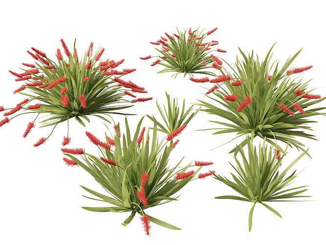 HighPoly LowPoly - Xeronema callistemon - Poor knights lily Low-poly 3D model
