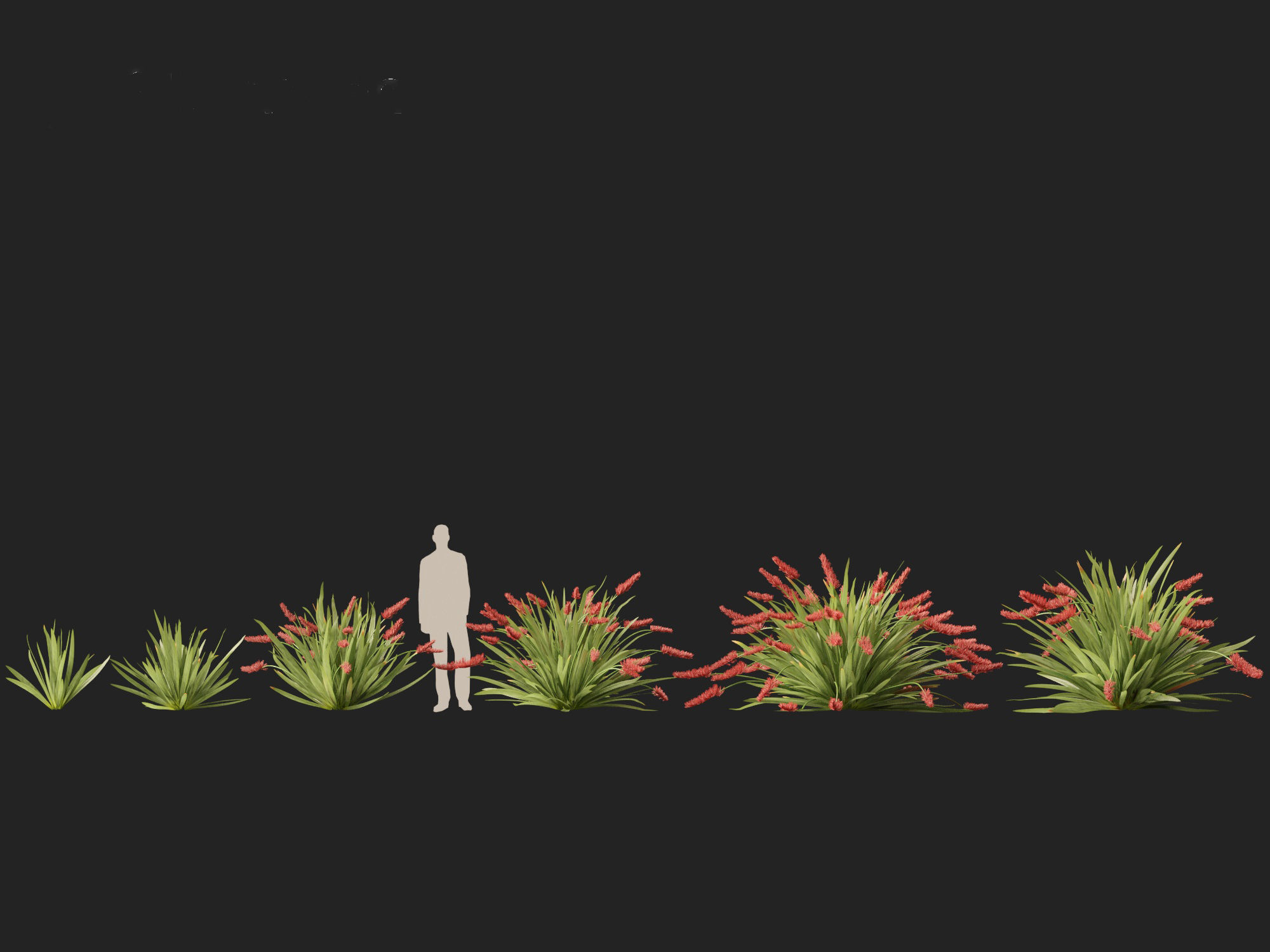 HighPoly LowPoly - Xeronema callistemon - Poor knights lily Low-poly 3D model_3